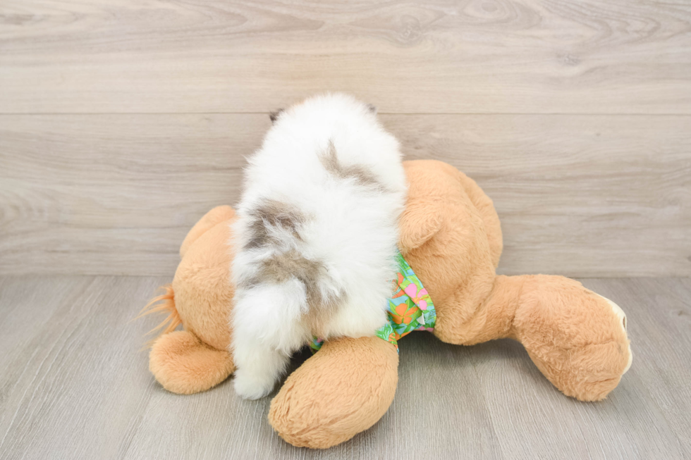 Best Pomeranian Baby