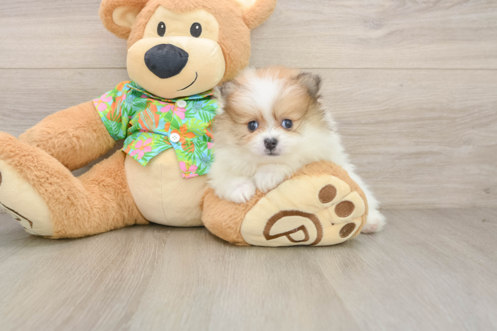 Best Pomeranian Baby