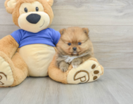 10 week old Pomeranian Puppy For Sale - Windy City Pups