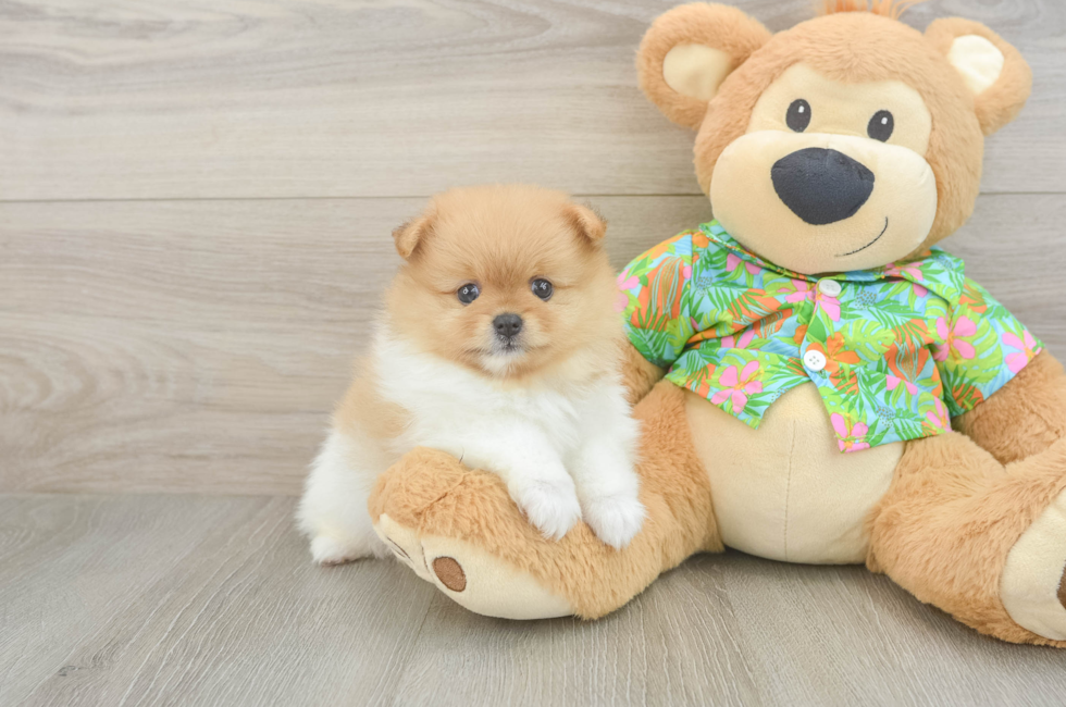 5 week old Pomeranian Puppy For Sale - Windy City Pups