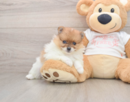 7 week old Pomeranian Puppy For Sale - Windy City Pups