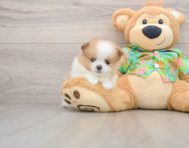 5 week old Pomeranian Puppy For Sale - Windy City Pups