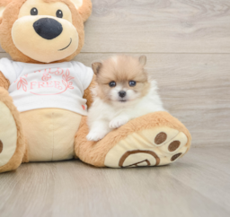 6 week old Pomeranian Puppy For Sale - Windy City Pups