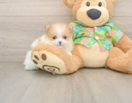 9 week old Pomeranian Puppy For Sale - Windy City Pups