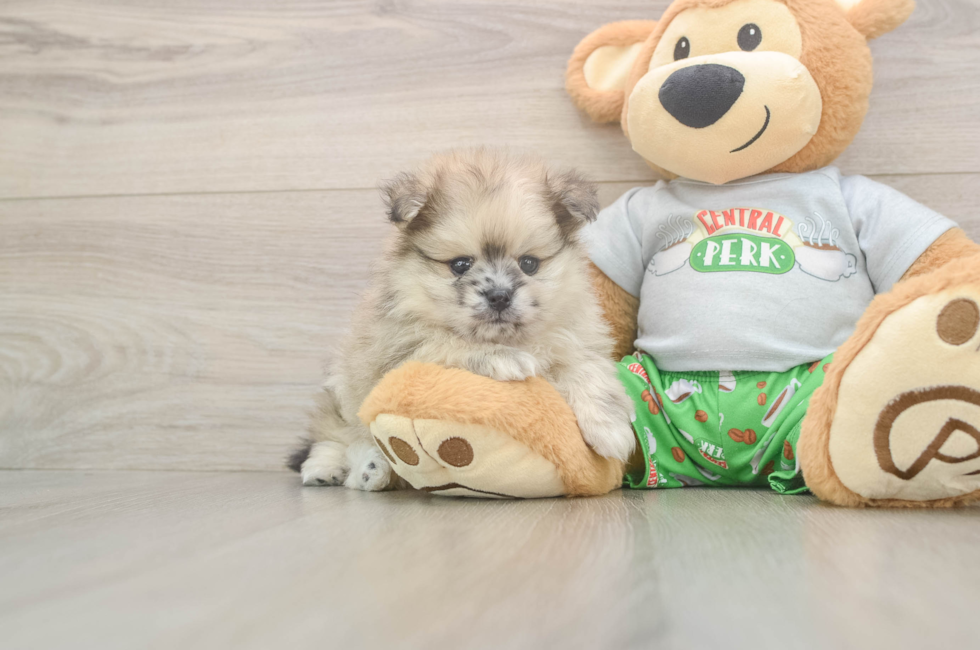 5 week old Pomeranian Puppy For Sale - Windy City Pups