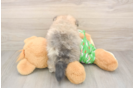Popular Pomeranian Baby