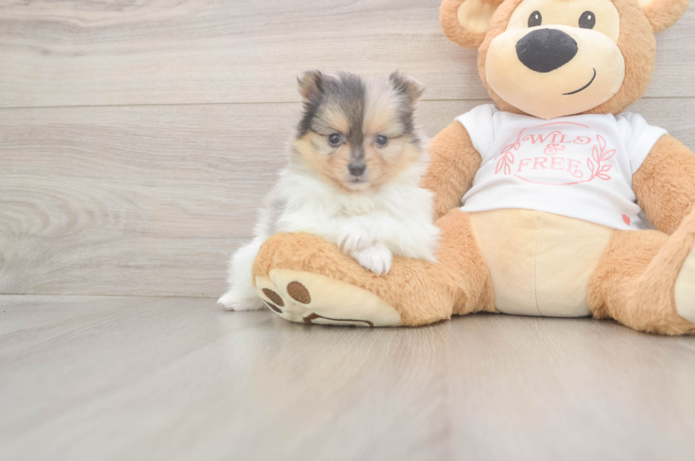 5 week old Pomeranian Puppy For Sale - Windy City Pups