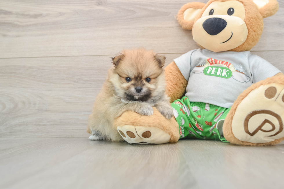 Pomeranian Pup Being Cute