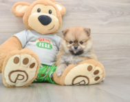8 week old Pomeranian Puppy For Sale - Windy City Pups