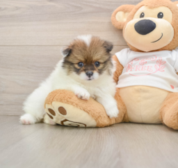 8 week old Pomeranian Puppy For Sale - Windy City Pups