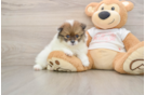 Small Pomeranian Purebred Pup