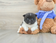 7 week old Pomeranian Puppy For Sale - Windy City Pups