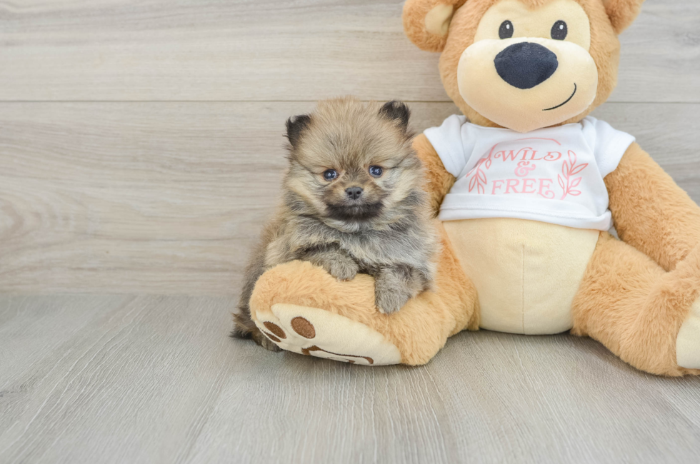 5 week old Pomeranian Puppy For Sale - Windy City Pups