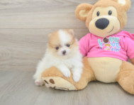 5 week old Pomeranian Puppy For Sale - Windy City Pups