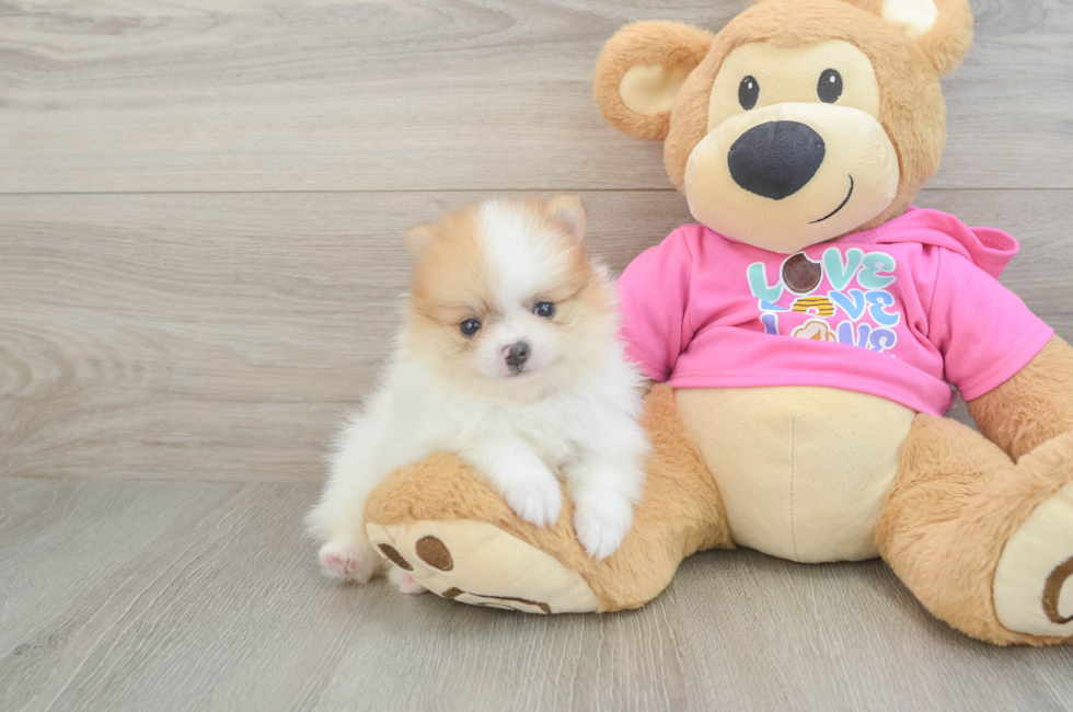5 week old Pomeranian Puppy For Sale - Windy City Pups