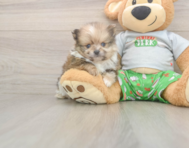 8 week old Pomeranian Puppy For Sale - Windy City Pups