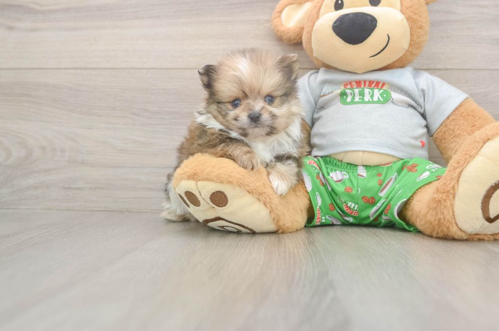 5 week old Pomeranian Puppy For Sale - Windy City Pups
