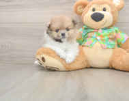 7 week old Pomeranian Puppy For Sale - Windy City Pups