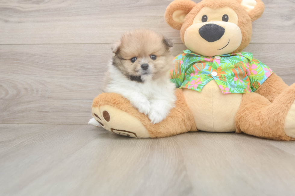 5 week old Pomeranian Puppy For Sale - Windy City Pups