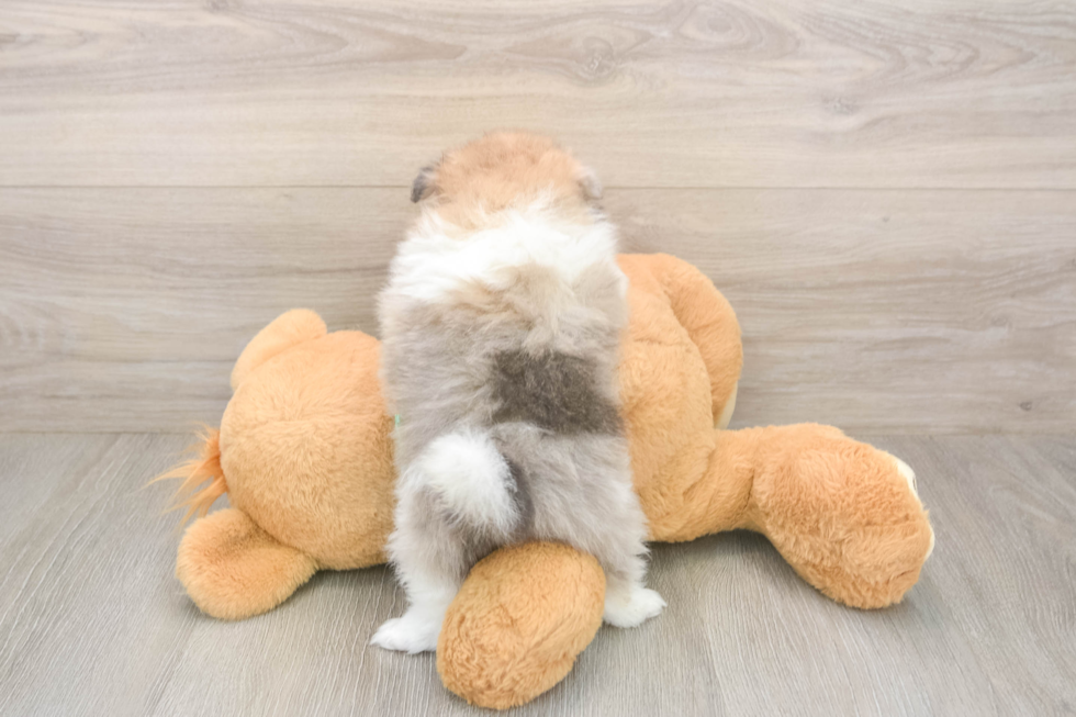 Best Pomeranian Baby