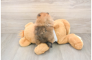 Pomeranian Puppy for Adoption