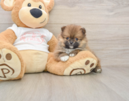 8 week old Pomeranian Puppy For Sale - Windy City Pups