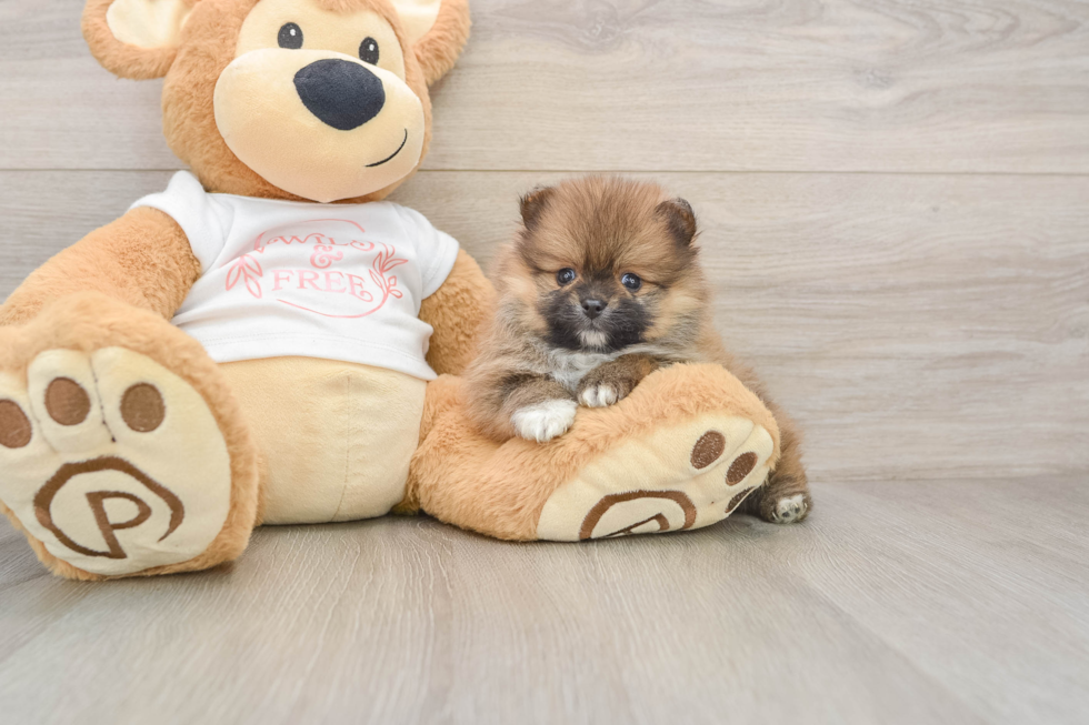 Pomeranian Pup Being Cute