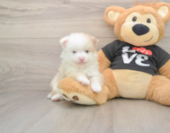 8 week old Pomeranian Puppy For Sale - Windy City Pups