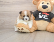 6 week old Pomeranian Puppy For Sale - Windy City Pups