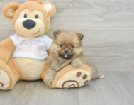 7 week old Pomeranian Puppy For Sale - Windy City Pups
