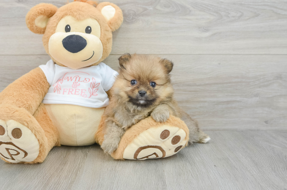5 week old Pomeranian Puppy For Sale - Windy City Pups