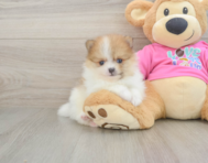 6 week old Pomeranian Puppy For Sale - Windy City Pups