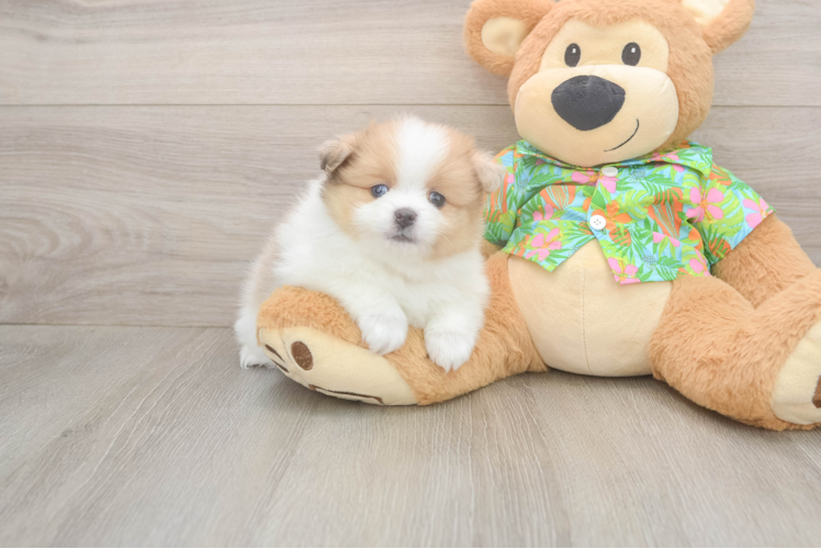 Pomeranian Puppy for Adoption