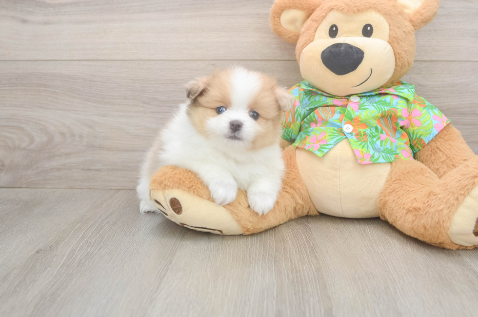 5 week old Pomeranian Puppy For Sale - Windy City Pups