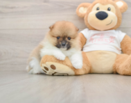 8 week old Pomeranian Puppy For Sale - Windy City Pups