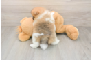 Pomeranian Puppy for Adoption