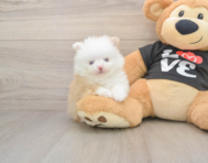 8 week old Pomeranian Puppy For Sale - Windy City Pups