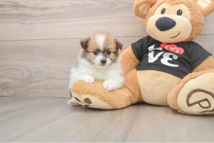 Pomeranian Puppy for Adoption