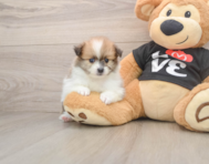 6 week old Pomeranian Puppy For Sale - Windy City Pups