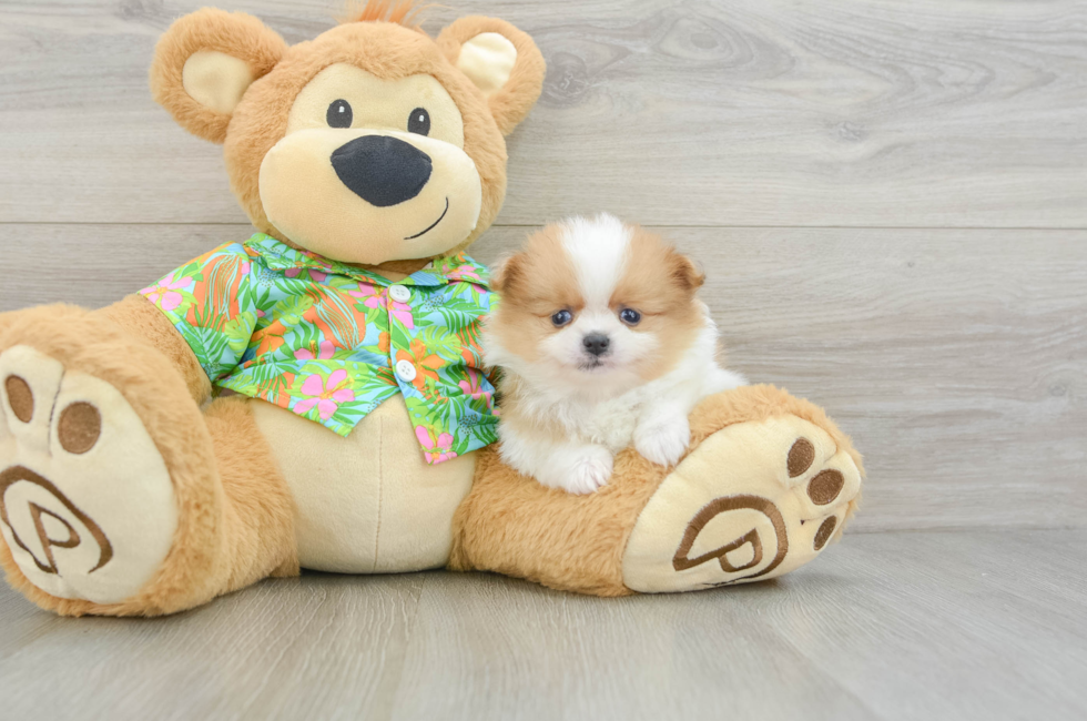 5 week old Pomeranian Puppy For Sale - Windy City Pups