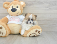 7 week old Pomeranian Puppy For Sale - Windy City Pups