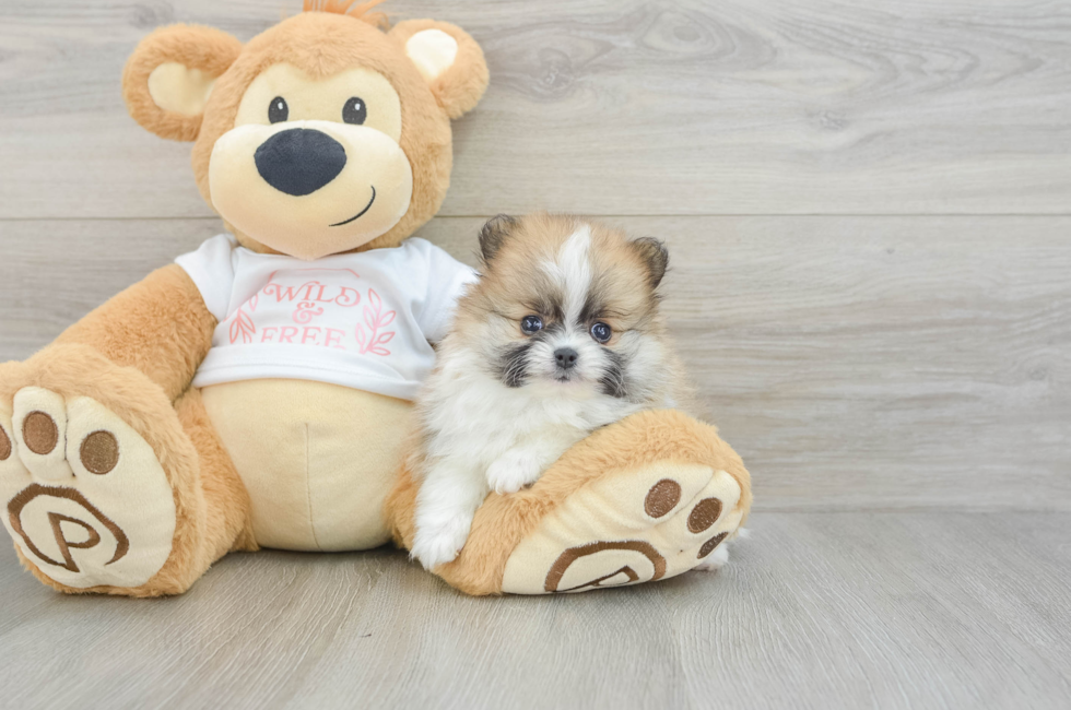 5 week old Pomeranian Puppy For Sale - Windy City Pups