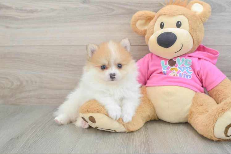 Pomeranian Pup Being Cute