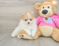 6 week old Pomeranian Puppy For Sale - Windy City Pups