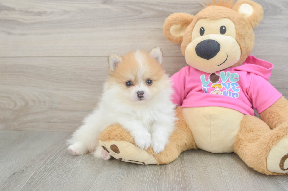 5 week old Pomeranian Puppy For Sale - Windy City Pups