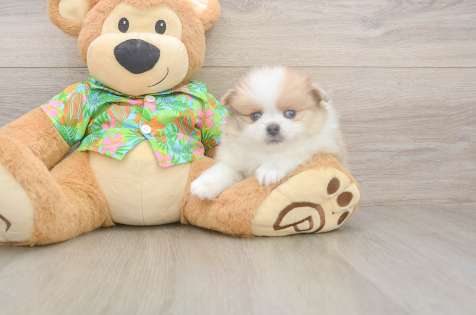 5 week old Pomeranian Puppy For Sale - Windy City Pups