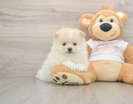 8 week old Pomeranian Puppy For Sale - Windy City Pups