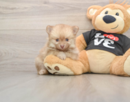 8 week old Pomeranian Puppy For Sale - Windy City Pups