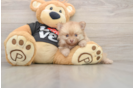 Friendly Pomeranian Baby