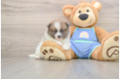 Pomeranian Puppy for Adoption